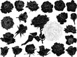 isolated twenty one roses black outlines collection