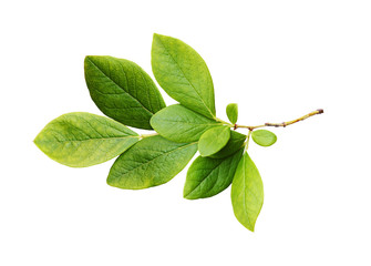 Wall Mural - Green leaves of blueberry
