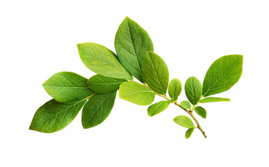 Wall Mural - Green leaves of blueberry