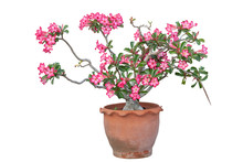 Pink Desert Rose, Mock Azalea, Pinkbignonia Or Impala Lily Flowers Bloom In Pot Isolated On White Background Included Clipping Path.