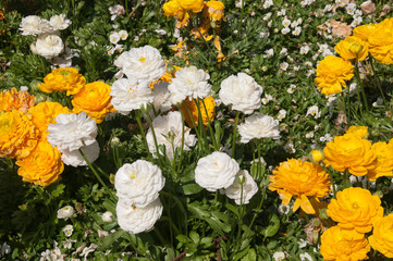 Wall Mural - Sydney Australia, flowerbed of yellow and white ranunculus blooms