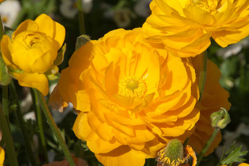 Wall Mural - Sydney Australia, yellow ranunculus flowers in the sunshine
