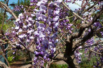 Wall Mural - Sydney Australia, close-up of wisteria flowers in the springtime