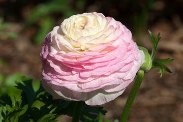 Wall Mural - Sydney Australia, pastel pink and white  ranunculus flower in garden