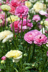 Wall Mural - Sydney Australia, garden bed of pink and cream ranunculus flowers