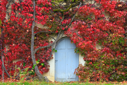 Old creeper covering a home wall Tableau sur Toile