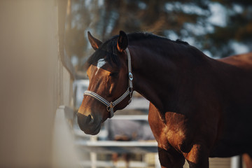 Wall Mural - Portrait of bay horse