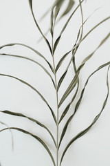 Wall Mural - Stringy green plant on white background.