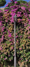 Lamp Post With Flowers Free Stock Photo - Public Domain Pictures
