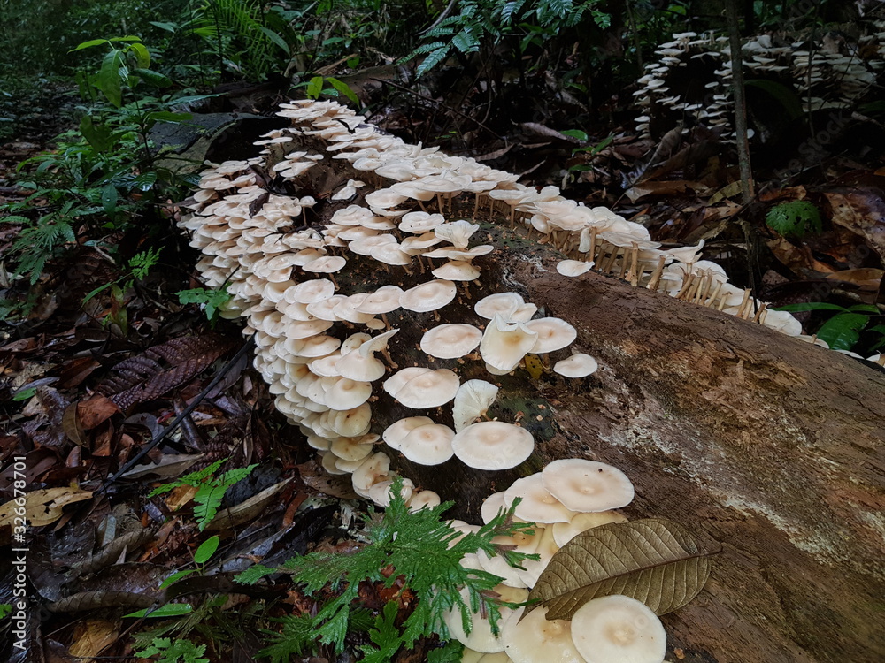 Colony of fungi growing on a rotting tree trunk in the Amazon ...