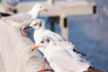 Seagull , Seagull birds Flying, Close up view of white birds in sunset over the sea