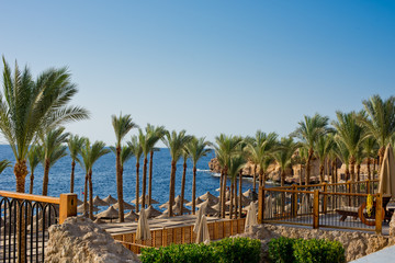 Wall Mural - Beach with palm trees, umbrellas and sunbeds.