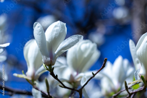 White magnolia flower on a branch.