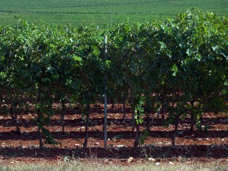 Canvas Print - wineyard