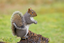 Grey Squirrel (sciurus Carolinensis) Standing Up On A Tree Stump