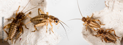 Photographie cricket - Gryllus assimilis - feeding insects