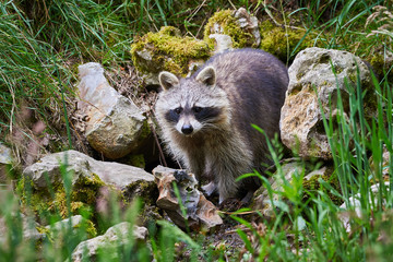 Wall Mural - Raccoon searching for food (Procyon lotor)