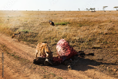 Fotomural Hyena (Crocuta crocuta) eats meat.
