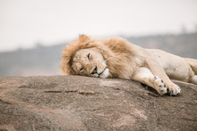 Lazy Lion Free Stock Photo - Public Domain Pictures