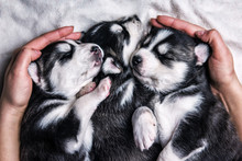 Three Sleeping Husky Puppies