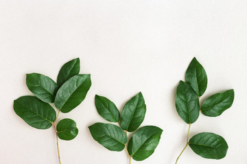 Three green twigs with beautiful green  leaves. Minimalistic natural eco concept. Decorative plant branch. Care of the environment