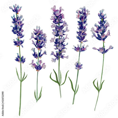 lavender watercolor set of five sketches Canvas Print