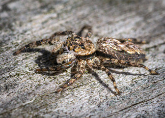 tan jumping spider macro image.