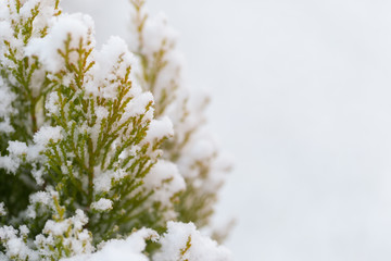 Winter snow on the branches of a coniferous plant. Snowy texture Top view of snow. Texture for design. Snowy white texture. Snowflakes.