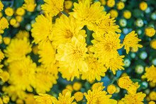 Yellow Chrysanthemum Flower Close Up Background