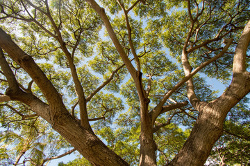 Koa tree close-up view in Hawaii 