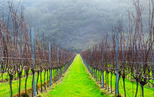 Sussex, England, United Kingdom, Wine Growing Region, Rows Of Long Straight Grapevines In And English Vineyard In Winter.
