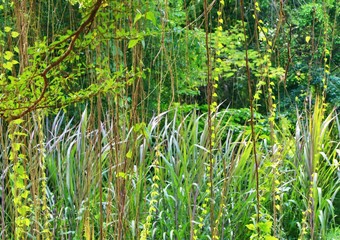 Abstract green background which compose of green leaves like in the jungle.