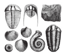 Shell Fossil Collection (Cambrian Period) / Vintage Illustration From Brockhaus Konversations-Lexikon 1908