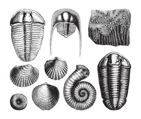 Shell fossil collection (Cambrian period) / vintage illustration from Brockhaus Konversations-Lexikon 1908