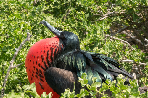 Fotomural Male frigate bird with its bright red throat pouch fully puffed in hope of attra