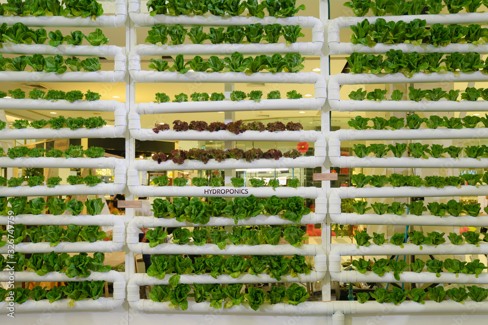 Hydroponics vertical farm in building with high technology farming. Agricultural Greenhouse with hydroponic shelving system. - obrazy, fototapety, plakaty 