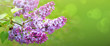Branch with spring lilac flowers. Nature background.