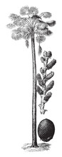 Moriche Palm (Mauritia Flexuosa) / Vintage Illustration From Brockhaus Konversations-Lexikon 1908