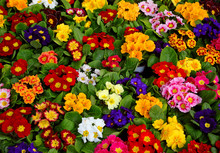 Background Of Colorful Blooming Primroses Blossomed
