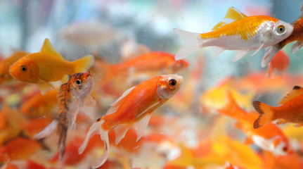 Wall Mural - fishes called Golden fishes  swimming in the pet store aquarium