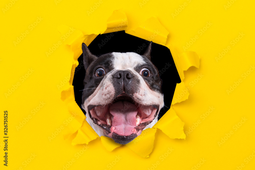 Funny french bulldog looking from the hole of yellow box - obrazy, fototapety, plakaty 