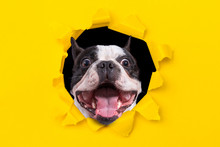 Funny French Bulldog Looking From The Hole Of Yellow Box