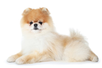 Wall Mural - Pomeranian dog isolated on white background