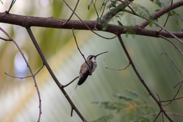 Wall Mural - bird on a branch