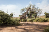 Fototapeta Sawanna - Giraffe läuft im Schatten unter Bäumen