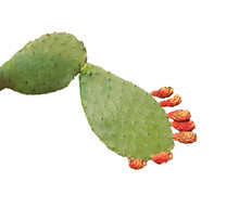 Cactus Isolated On White Background