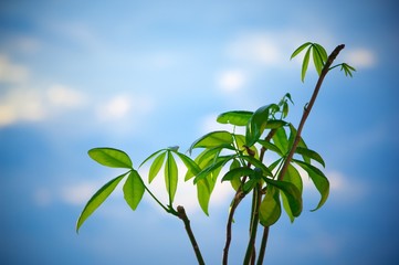 Wall Mural - plant