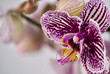 Close-up of an orchid in mauve, yellow and green tones with unfocused branches in the background