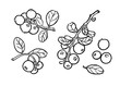 Cowberry, lingonberry, cranberry, bilberry, red bilberry, cranberries, whortleberry hand drawn illustration. Garden forest berry black and white sketch. Aromatic ripe summer dessert.