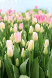 Fototapeta Tulipany - Group of pink tulips in the park. pink tulips background. Spring blooming tulip field.selective focus